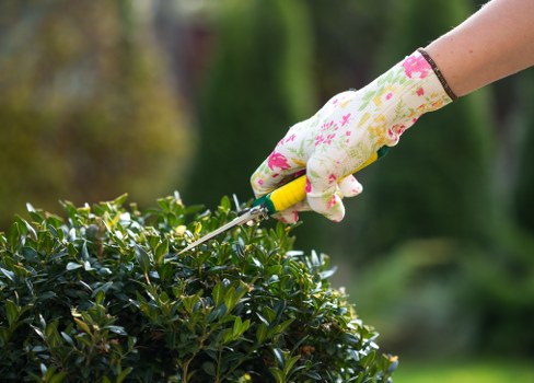 Local Yeading gardener carrying out lawn and hedge maintenance