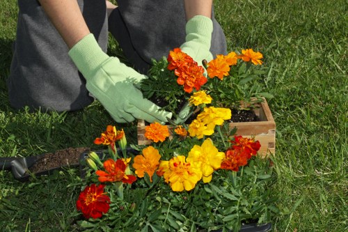 Dense residential hedge maintenance in Yeading